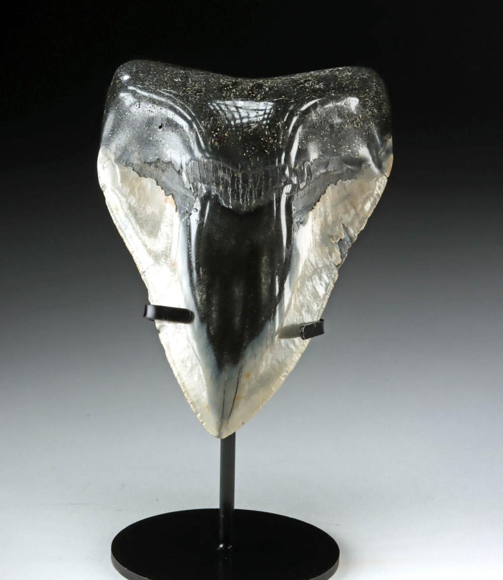 Exceptional Fossil Tooth From The Mighty Megalodon, 5.5" Long!