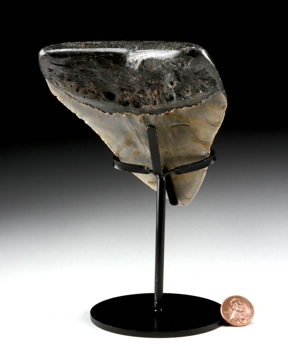 Exceptional Fossil Tooth From The Mighty Megalodon, 5.5" Long!