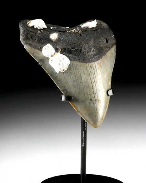 Fossilized Megalodon Tooth w/ Coral Formations, 4.6"