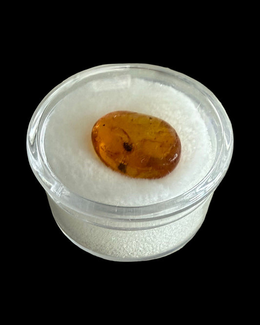 Fossil Amber Inclusion - 44 Million Years Old!
