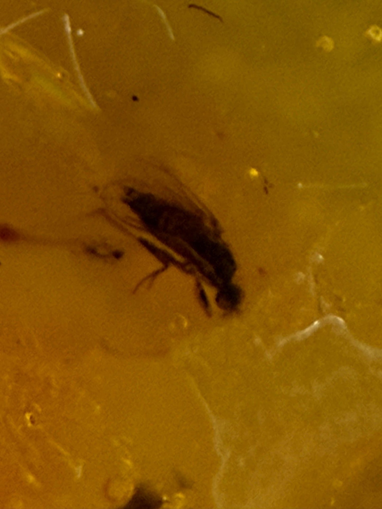 Fossil Amber Inclusion - 44 Million Years Old!