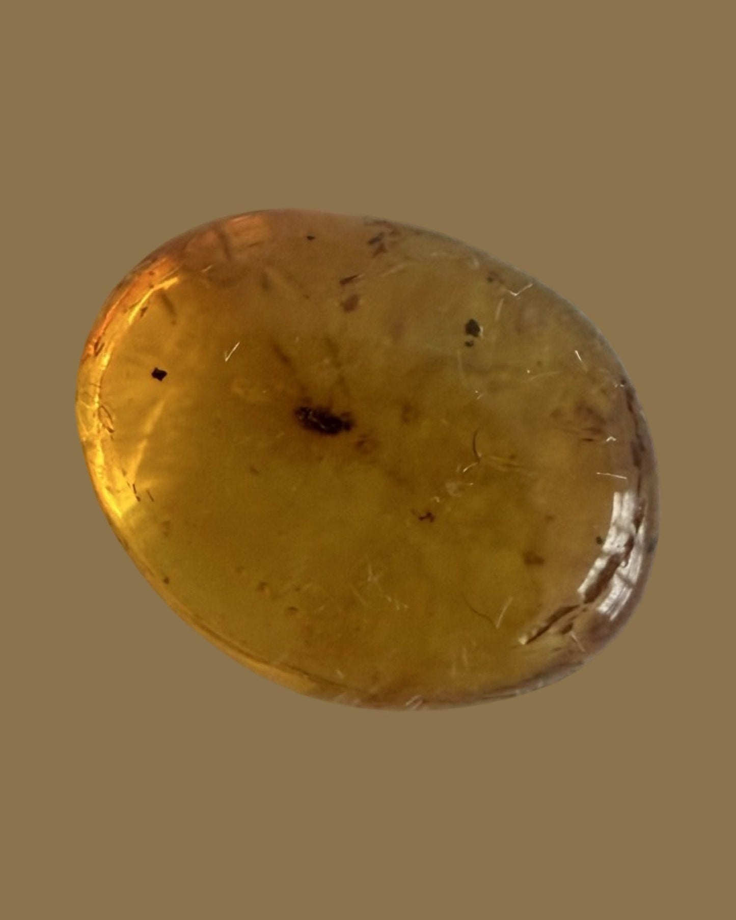Fossil Amber Inclusion - 44 Million Years Old!